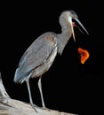 Great Blue Heron Bird with a Butterfly