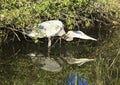 Great blue heron bird Everglades Florida Royalty Free Stock Photo