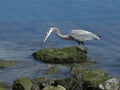 Great Blue Heron Bired Royalty Free Stock Photo