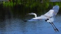 Great Blue Heron Bird In Flight Royalty Free Stock Photo