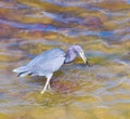 Great blue heron bird Florida fishing Royalty Free Stock Photo