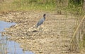 Great Blue Heron Bird Florida Royalty Free Stock Photo