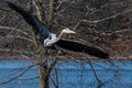Great blue heron bird flying over the lake with the tree in the background Royalty Free Stock Photo