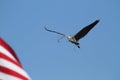 Nesting Great Blue Heron In Flight