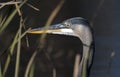 Great Blue Heron Georgia Royalty Free Stock Photo