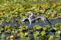 Great Blue Heron bird landing in a pond of lily pads Royalty Free Stock Photo