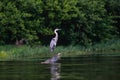 Great Blue Heron bird on log at the lake Royalty Free Stock Photo