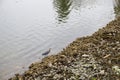 Great Blue Heron. a bird is looking for fish in the bay. Wildlife in the city