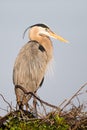 Great Blue Heron on Nest