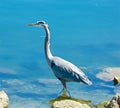 Great blue Heron bird Pacific Ocean California