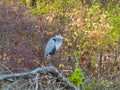 Great Blue Heron Bird Perched on a Fallen Tree on Lake Shore Royalty Free Stock Photo