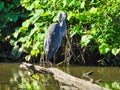 A Great Blue Heron Bird Scratches Wing with Yellow Beak While Balancing on a Log on the Side of the Pond Royalty Free Stock Photo