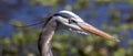 Great blue heron bird Royalty Free Stock Photo