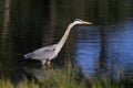 Great Blue Heron bird Royalty Free Stock Photo