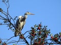 Great blue heron bird sitting on a tree Royalty Free Stock Photo