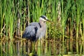 Great Blue Heron bird standing along the edge of a river Royalty Free Stock Photo