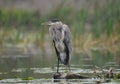 Great Blue Heron bird standing along the edge of a river Royalty Free Stock Photo