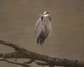 A Great blue heron bird standing on a branch of a tree in a river Royalty Free Stock Photo