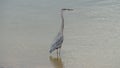 The Great Blue Heron standing in water at Grapevine lake in Texas. Royalty Free Stock Photo