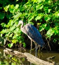 Great Blue Heron Bird Standing on Deadwood Near Pond Bank on a Sunny Day with Green Foliage