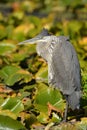 Great Blue Heron bird standing in a marsh of lily pads Royalty Free Stock Photo