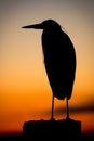 Heron Silhouetted at Sunset