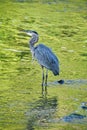 Great Blue Heron Bird stands in water