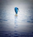Great Blue Heron. This bird is stanying in the water in river Saloum. This is a bird sanctuary in Senegal, Africa. Beautiful Royalty Free Stock Photo