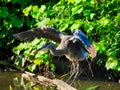 A Great Blue Heron Bird Takes a Big Stretch with Wings Up as it Balances on a Log Royalty Free Stock Photo