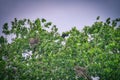 Great Blue Heron Bird in the tree top of a rookery among nests Royalty Free Stock Photo