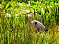 Great blue heron bird in wetland Royalty Free Stock Photo