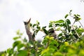 Great blue heron bird and young in nest Royalty Free Stock Photo