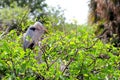 Great Blue Heron birds (adult & baby) in nest Royalty Free Stock Photo