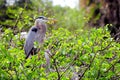 Great Blue Heron birds in nest Royalty Free Stock Photo