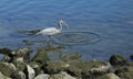 Great Blue Heron Bired Royalty Free Stock Photo