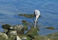 Great Blue Heron Bired Royalty Free Stock Photo