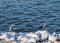 Great blue heron & blue water