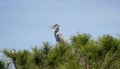 A Great Blue Heron Bonita Beach Florida Royalty Free Stock Photo