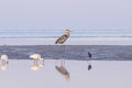 Great Blue Heron at Bunche Beach Preserve Royalty Free Stock Photo