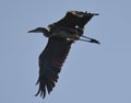 The Great Blue Heron