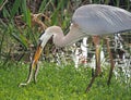 Great Blue Heron Captures a Snake at the Green Cay Wetlands in Boynton Beach, Florida Royalty Free Stock Photo