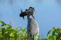 Great Blue Heron with a cat fish close up, royalty free stock phot.