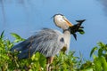 Great Blue Heron with a cat fish, royalty free stock phot.