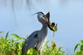 Great Blue Heron with a cat fish, royalty free stock phot.