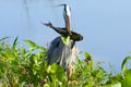 Great Blue Heron with a cat fish, royalty free stock phot.