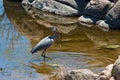 Great Blue Heron with catch Royalty Free Stock Photo