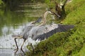 Great blue heron with a catch Royalty Free Stock Photo