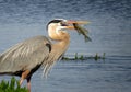 Great Blue Heron Catches a Fish Royalty Free Stock Photo