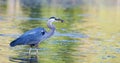 Great Blue Heron catches small bluegill in soft focus Royalty Free Stock Photo