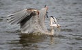 Great Blue Heron catching a fish Royalty Free Stock Photo